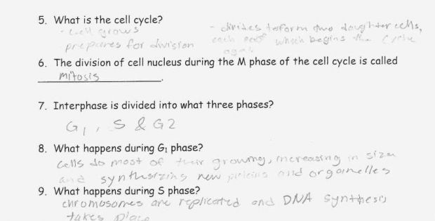 Mitosis Worksheet Answers Easy And Fun The Cell Cycle Coloring