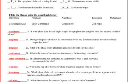 The Cell Cycle Coloring Worksheet 97439 The Cell Cycle Coloring