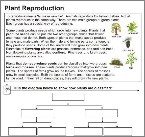 Plant Reproduction Worksheet