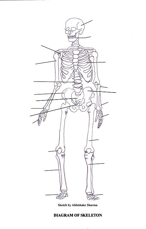 Labeled Skeletal System Diagram