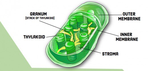 Compare And Contrast  Chloroplasts And Mitochondria