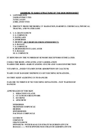 Answers To Basic Structure Of The Skin Worksheet 1