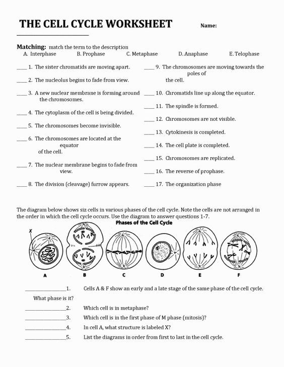 Image For The Cell Cycle Coloring Worksheet Key