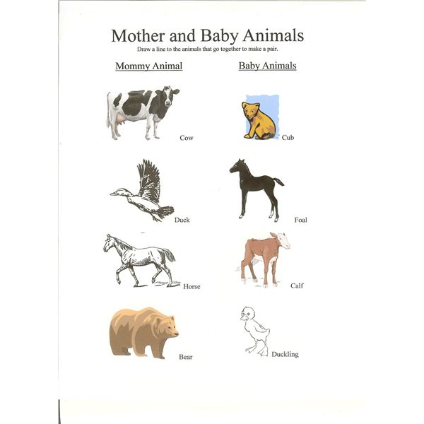 Animals my mother. Animals and their babies worksheets for kids. Животные и детёныши. Домашние животные на английском задания. Животные worksheets for kids.