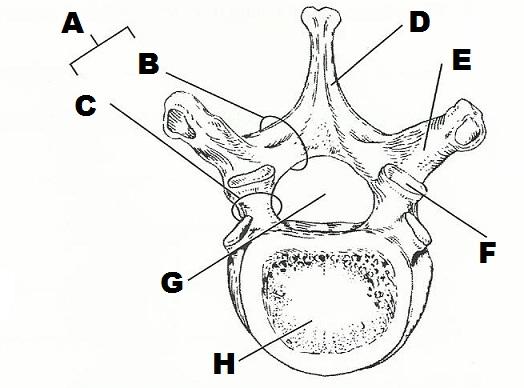 Label The Skeleton Worksheet