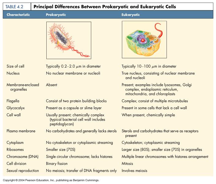 The Microbiology Coloring Book Prokaryotes And Eukaryotes Answers
