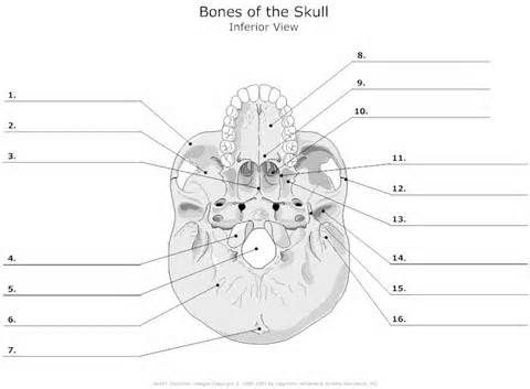 Blank Skull Diagrams