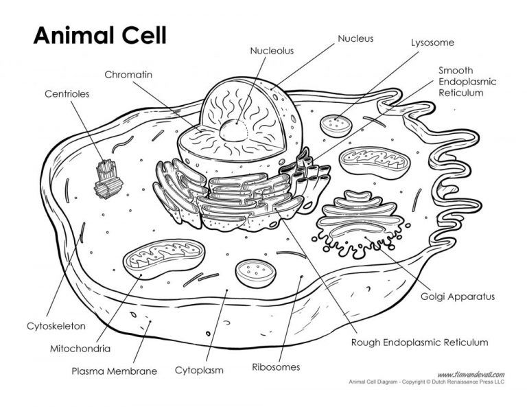 Animal Cell Coloring Page New Blank Plant And Animal Cell Diagram