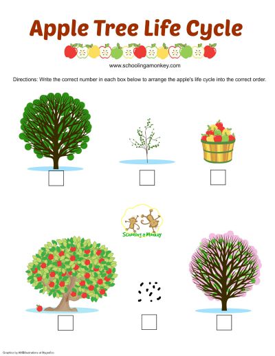 Apple Activities For Kids  Apple Life Cycle Printable