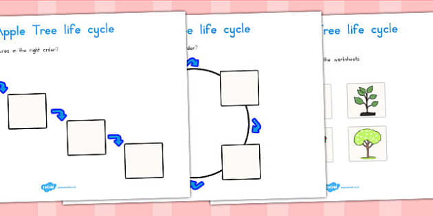 Apple Tree Life Cycle Worksheets