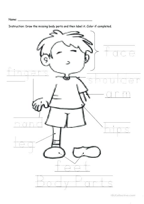 Body Parts Worksheet Body Parts Labeling Body Parts Worksheet
