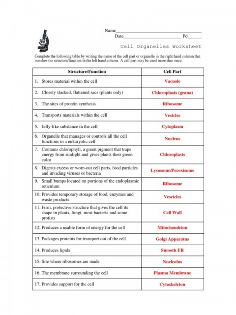 Cell Organelle Worksheets Key