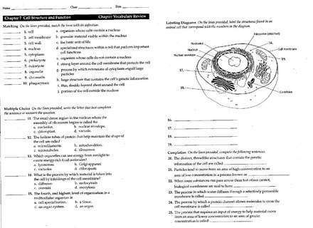 Cell Structure Worksheets Answer Key