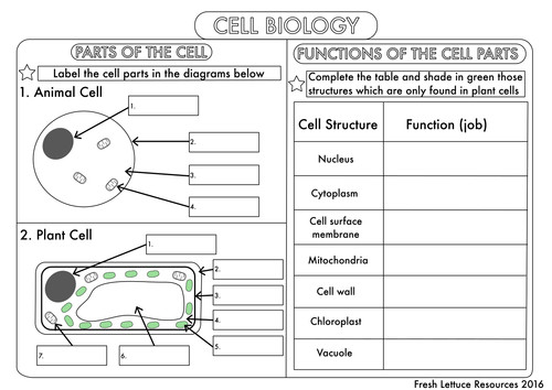 Plant Cell Worksheets