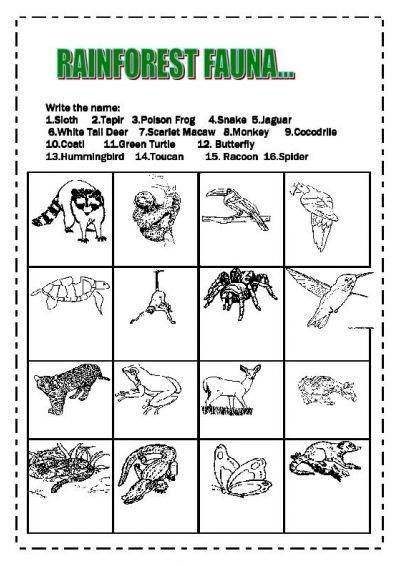 Free Printable Rainforest Worksheets