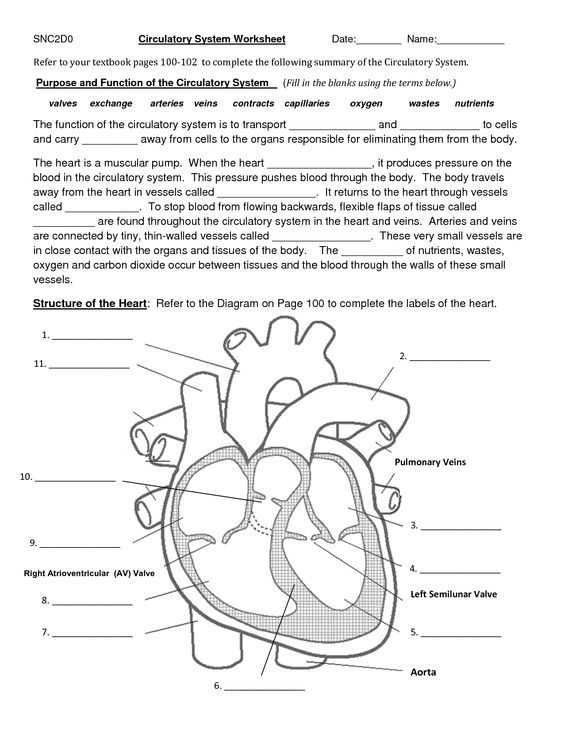 Circulatory System Worksheet