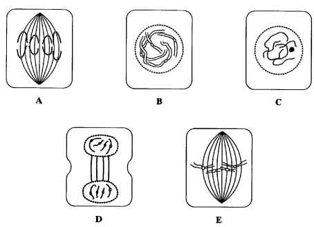 Worksheets For Dragonfly Textbook