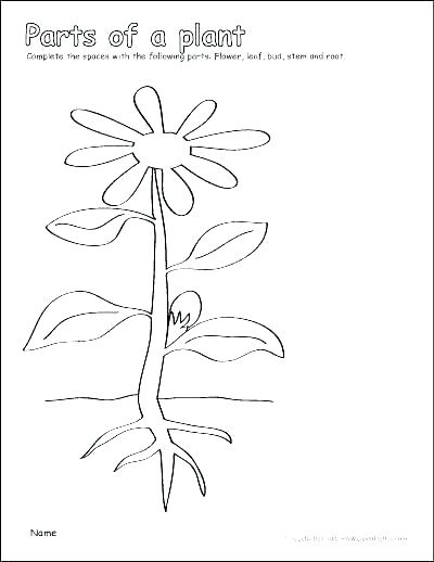 Photosynthesis Coloring Worksheet