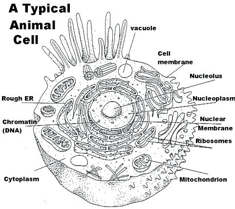 Plant Cell Coloring Diagram Animal Worksheet And Answers Page