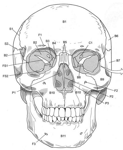 Axial Skeleton; Skull Flashcards By Proprofs