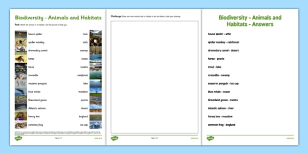 Biodiversity Habitat And Animal Matching Worksheet   Worksheet