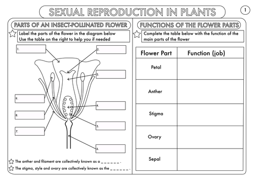 Science Worksheet Plants Grade 3 Fresh 2205 Best First Grade