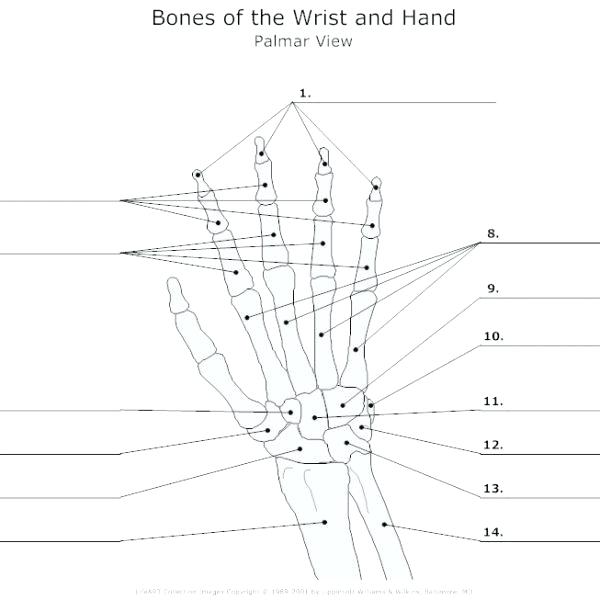 Blank Skeleton Bone Diagram Fishbone Template Word â Rightarrow