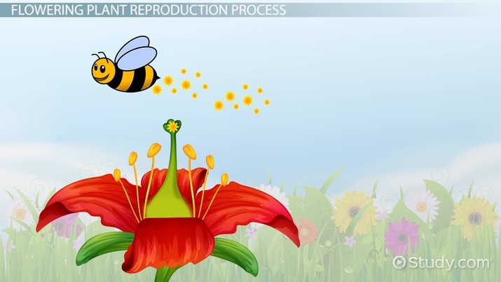Plant Reproduction Lesson For Kids