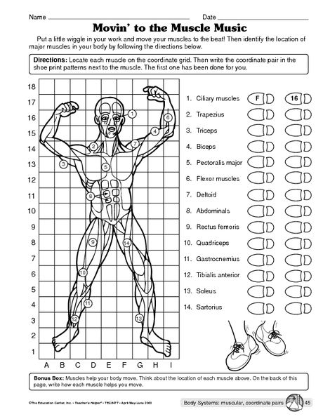 Muscular System Worksheet â¦