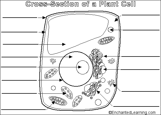 Pictures Of Plant And Animal Cells For Kids To Fill Out