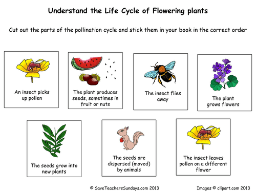 Life Cycle Of Flowering Plants (worksheet) Pdf