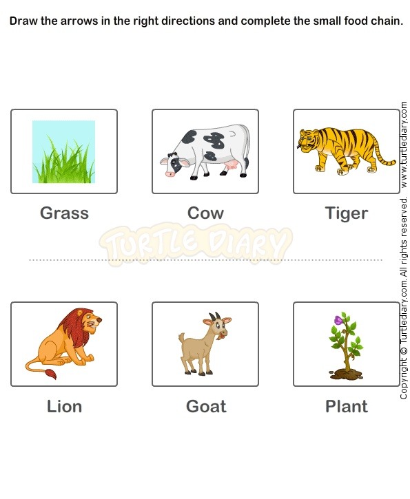 Food Chain Worksheet 15