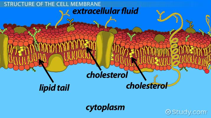 How Does The Cell Membrane Maintain Homeostasis
