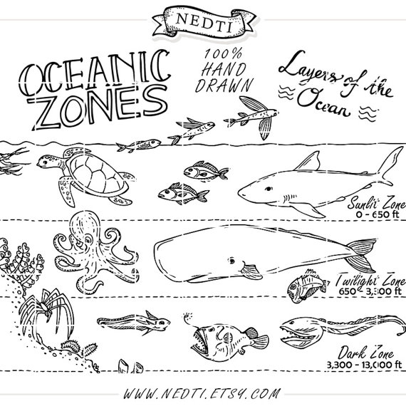 Oceanic Zones Educational Clipart, Earth Science, Hand Drawn