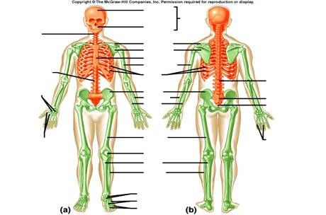 Axial Skeleton Worksheets