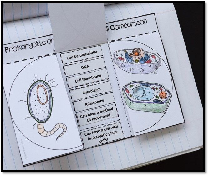 Prokaryotes And Eukaryotes Worksheets Answers