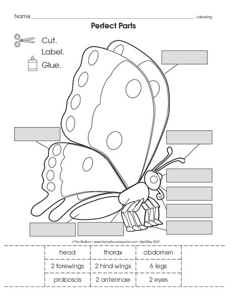 Parts Of A Butterfly