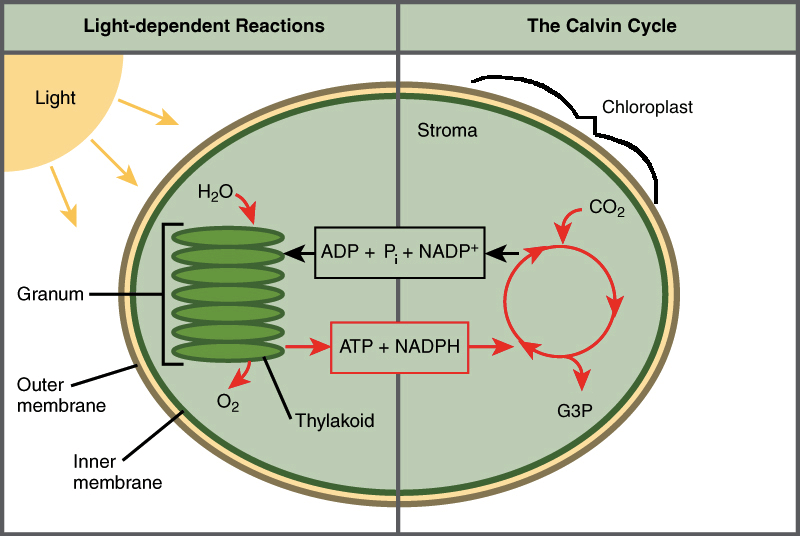 Intro To Photosynthesis (article)