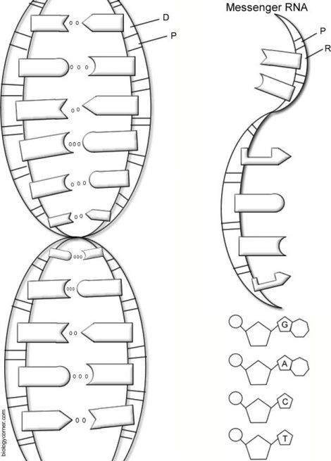 Dna The Double Helix Coloring Worksheet Key 1