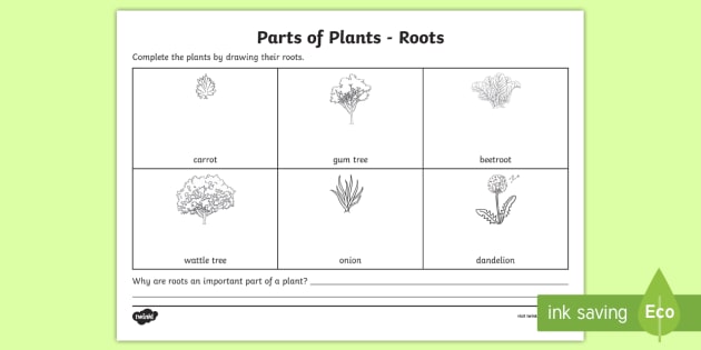 Plant Roots Worksheet   Worksheet