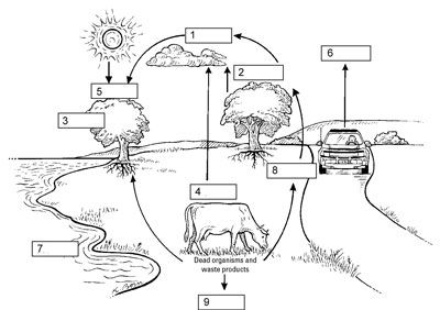 Carbon Cycle Diagram Worksheet