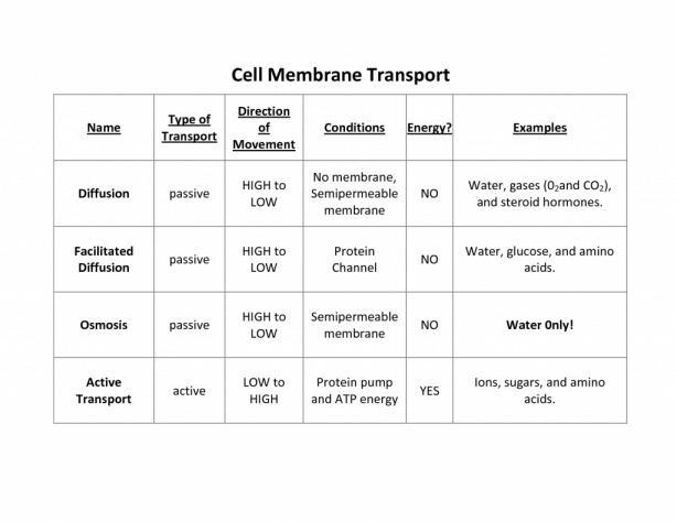 Cell Membrane And Transport Worksheet Answers â Cell Membrane