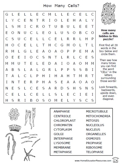 Cells Worksheets â Home Education Resources