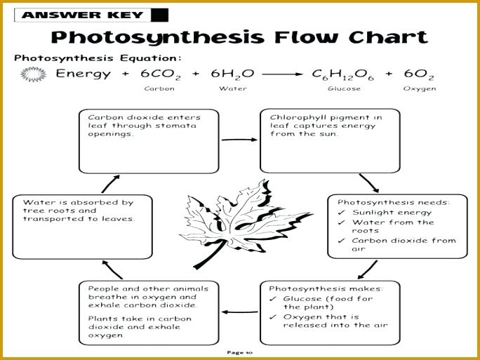 Photosynthesis And Cellular Respiration Worksheets Key