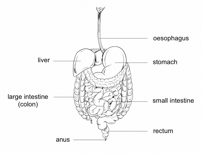 Functions In The Human Digestive System Worksheet