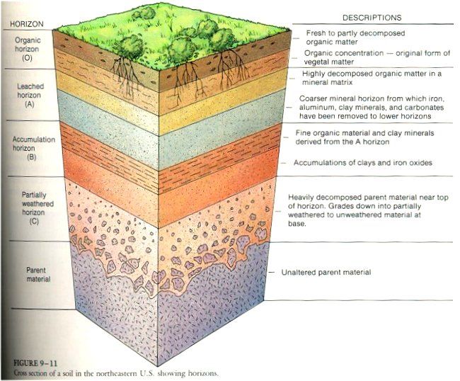 Soil Profile Diagram For School Soil Layers Diagram
