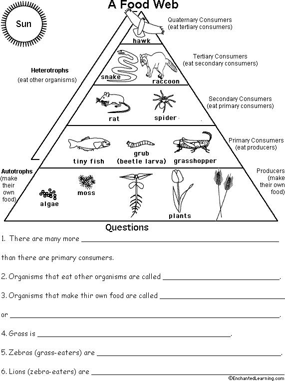 Food Chain Worksheet Middle School