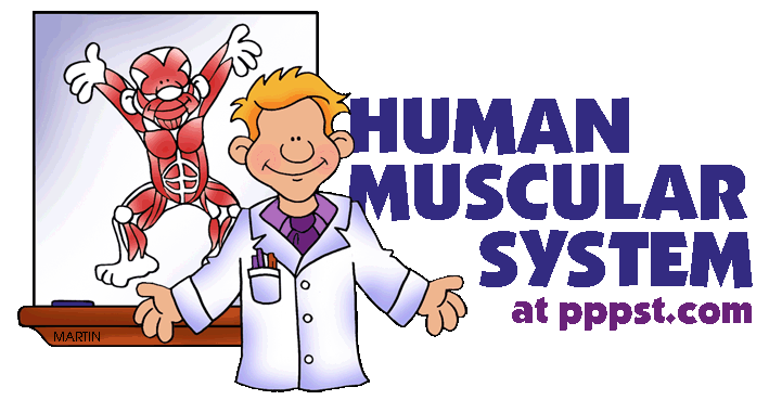 Collection Of Muscular System For Kids Worksheets  33909600821