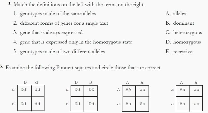 Monohybrid Cross Worksheet Answers