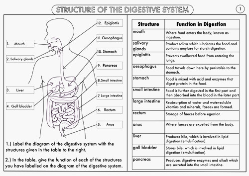 Human Body Systems Worksheets Middle School Human Body Systems